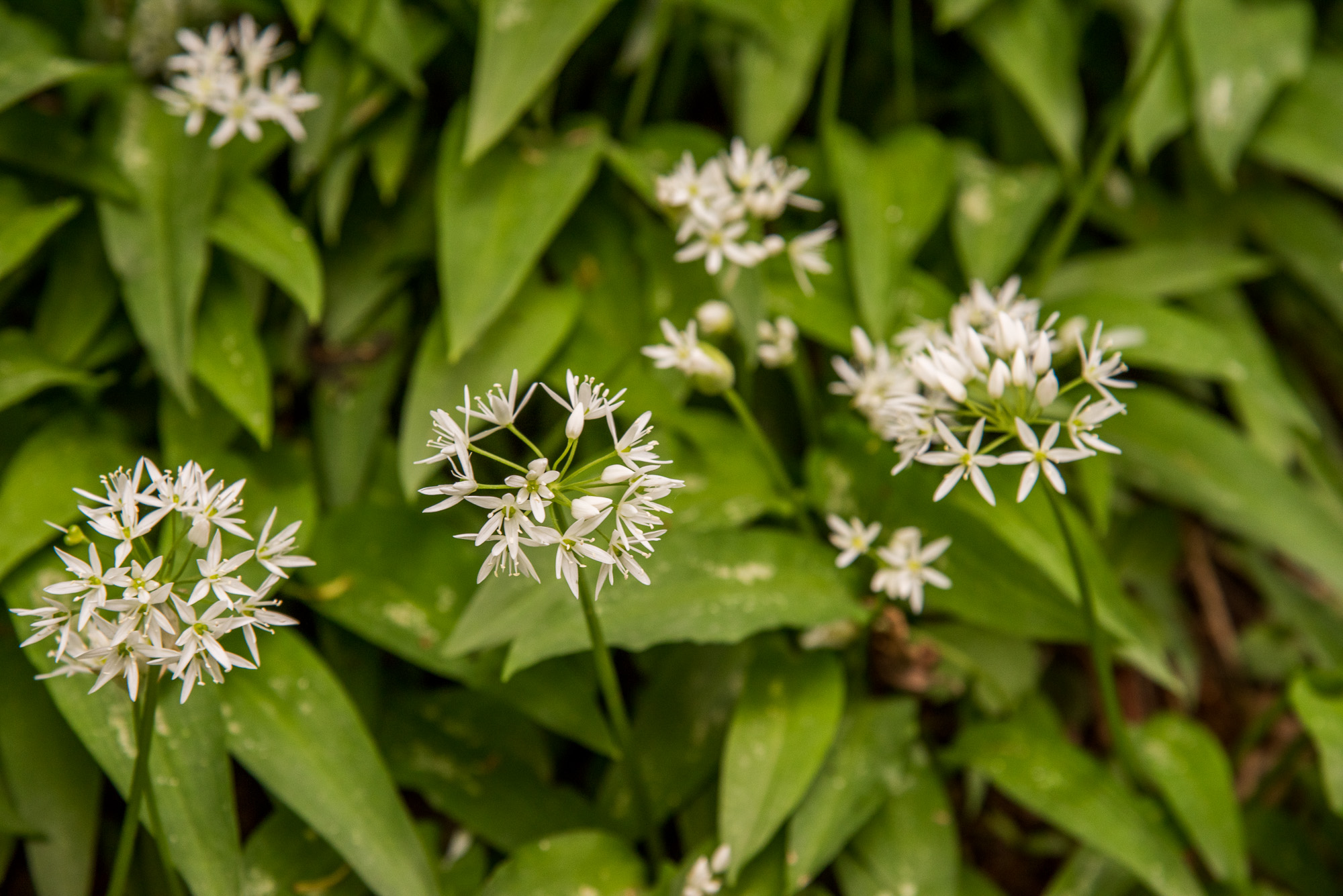 Sur la route du Lac d'Endine. Fleurs d'ail aux Ours