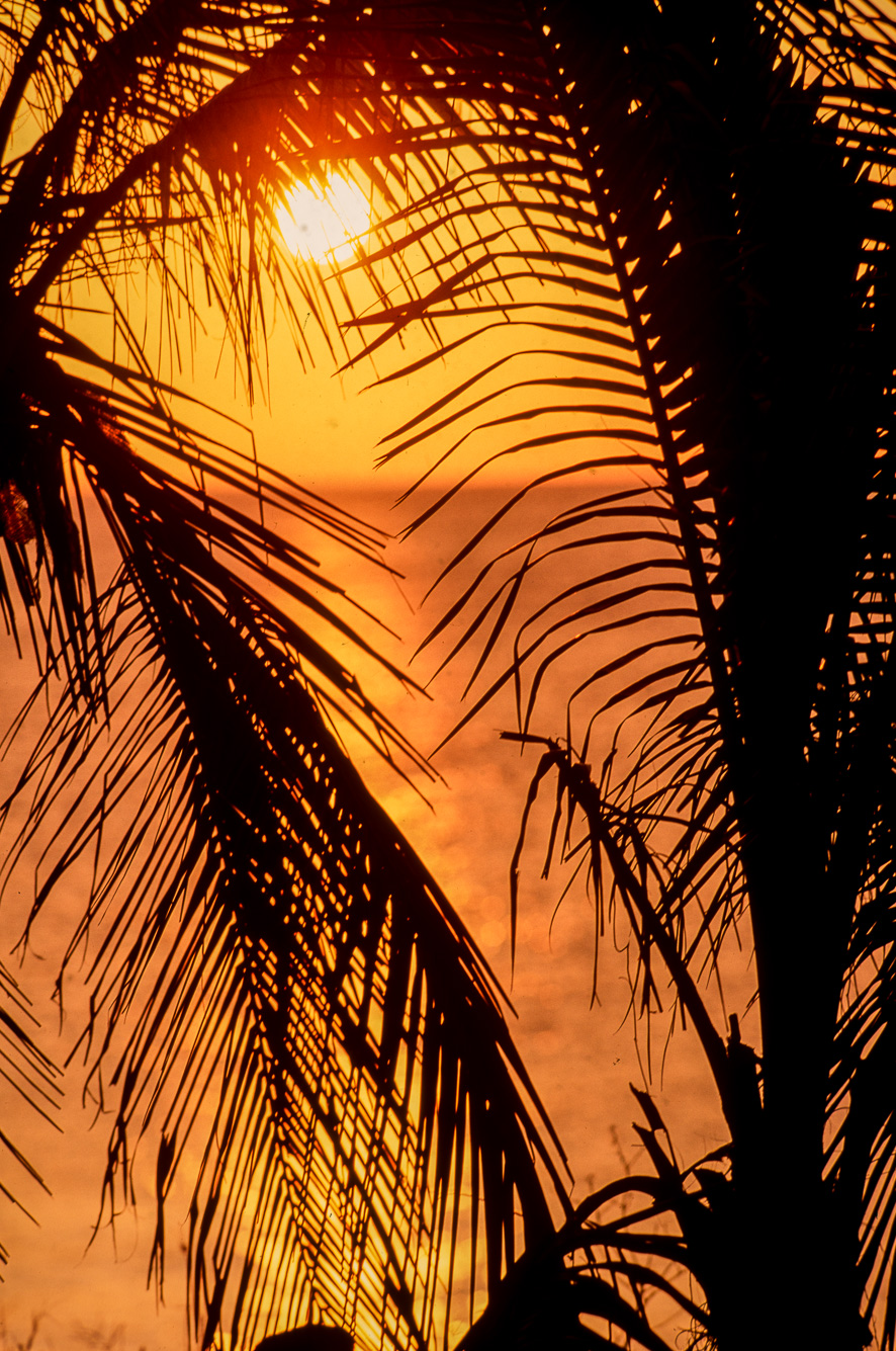 Coucher du soleil sur les palmiers.