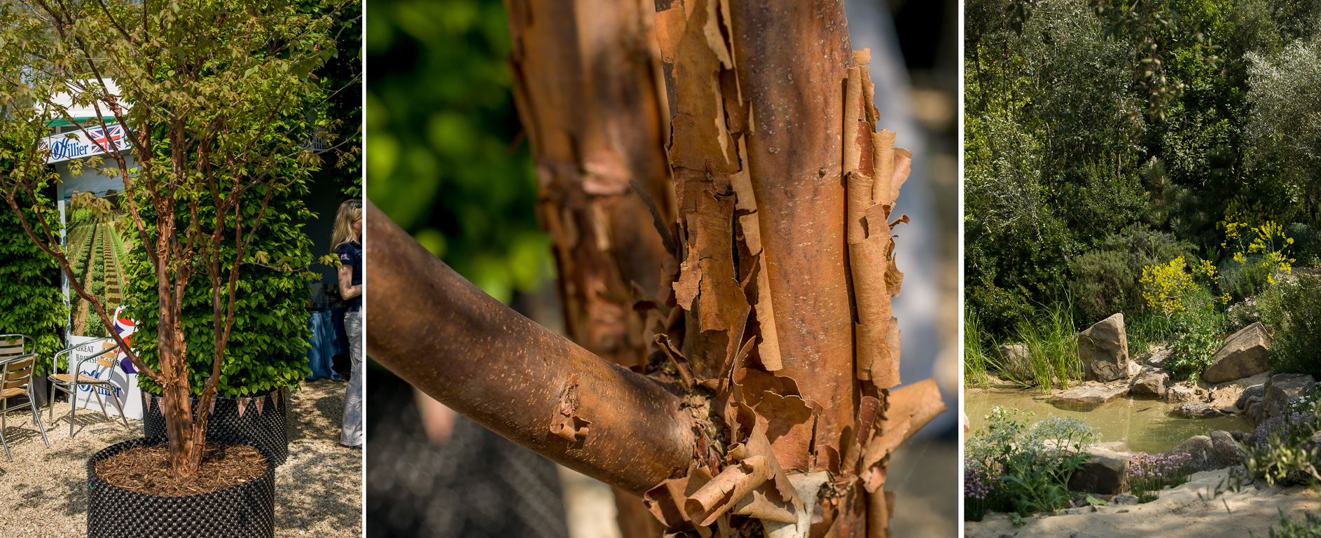 RHS Chelsea Flower Show