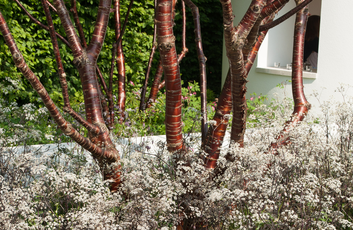 RHS Chelsea Flower Show