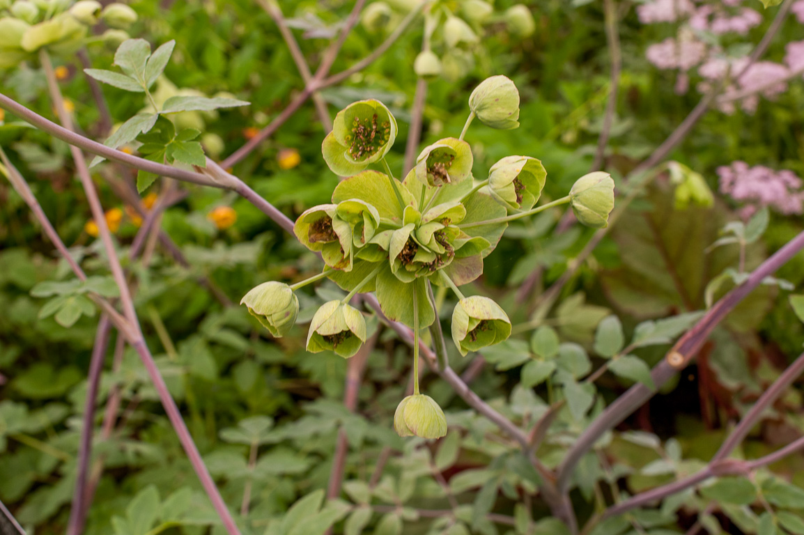 RHS Chelsea Flower Show