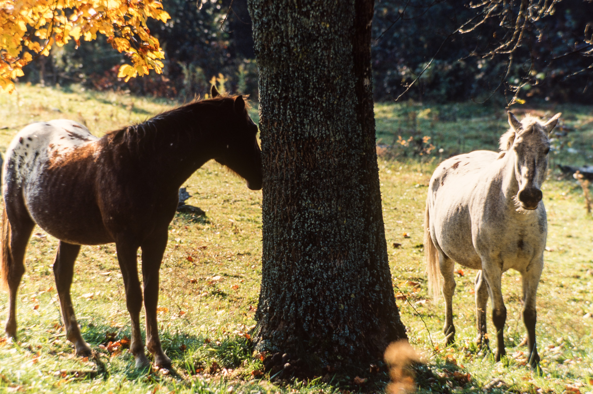 Blue-Ridge-Parkway. Chevaux à Linville Falls