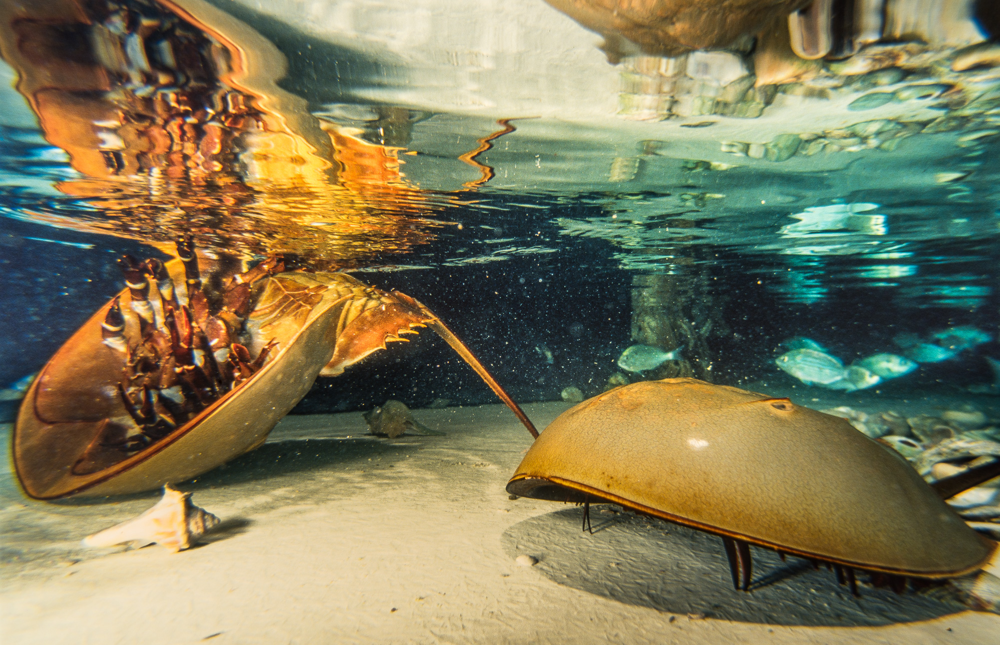 Manteo. Horse shoes crab (linule), présenté dans l'aquarium municipal. Cet animal aquatique antédiluvien fait penser à un crabe matiné de scorpion.