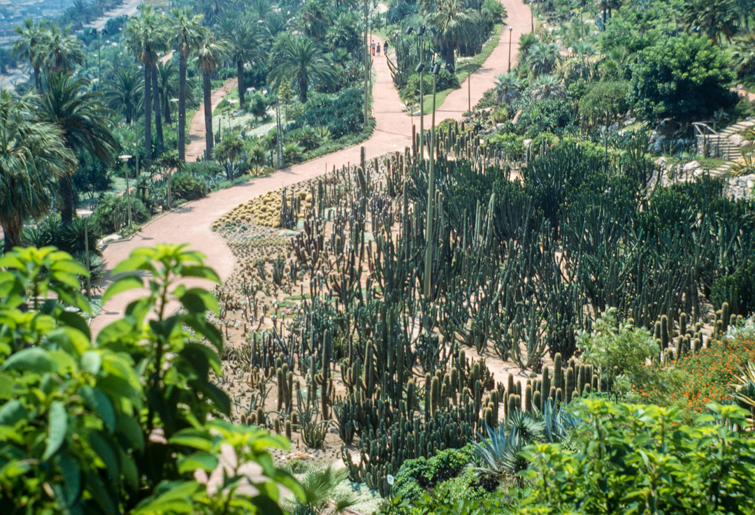Ce jardin de cactus est un des plus grands d'Europe. Il se situe sur la colline Monjuich.
