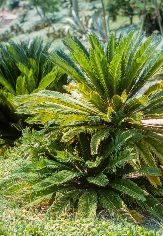 Ce jardin de cactus est un des plus grands d'Europe. Il se situe sur la colline Monjuich.CICAS REVOLUTA