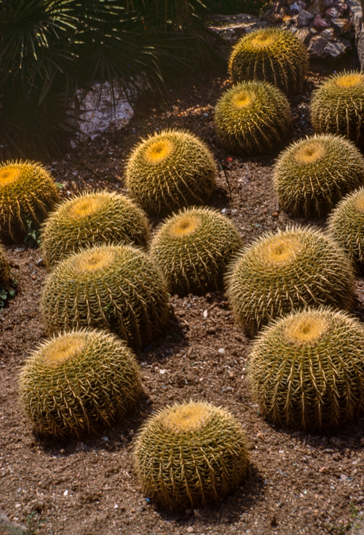 Ce jardin de cactus est un des plus grands d'Europe. Il se situe sur la colline Monjuich. ECHINOCACTUS GRUSONI