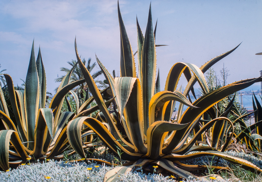 Ce jardin de cactus est un des plus grands d'Europe. Il se situe sur la colline Monjuich. AGAVE AMERICANA VARIETAGA