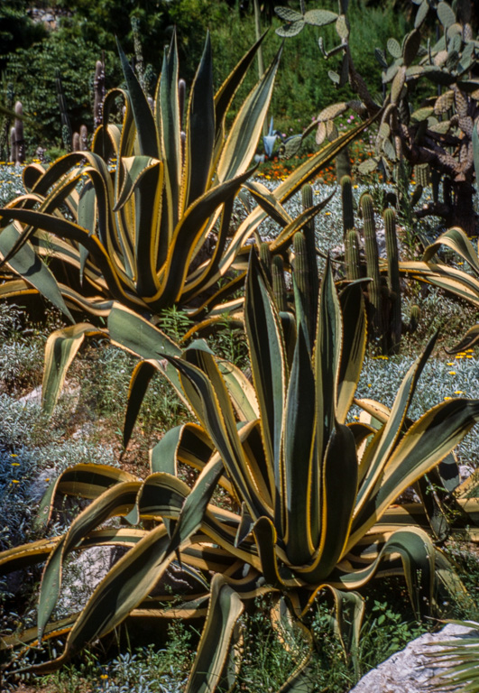Ce jardin de cactus est un des plus grands d'Europe. Il se situe sur la colline Monjuich. AGAVE AMERICANA VARIETAGA