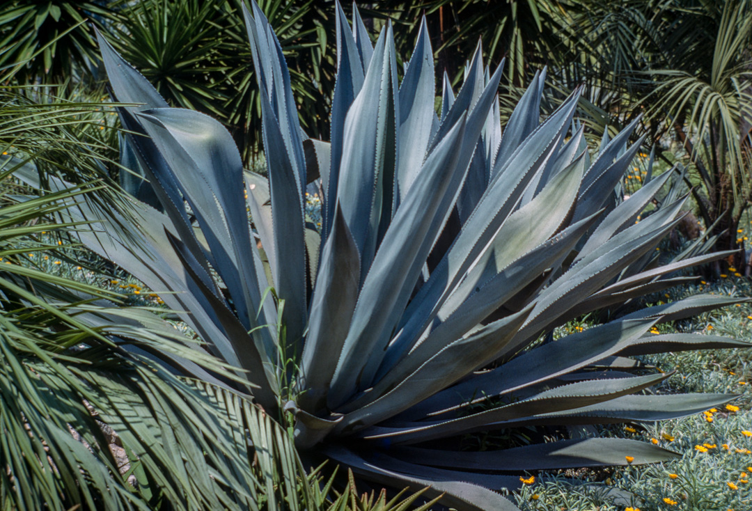 Ce jardin de cactus est un des plus grands d'Europe. Il se situe sur la colline Monjuich. AGAVE AMERICANA VARIETAGA