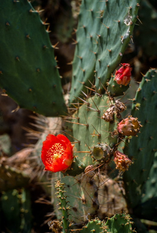 Ce jardin de cactus est un des plus grands d'Europe. Il se situe sur la colline Monjuich. OPUNTIA