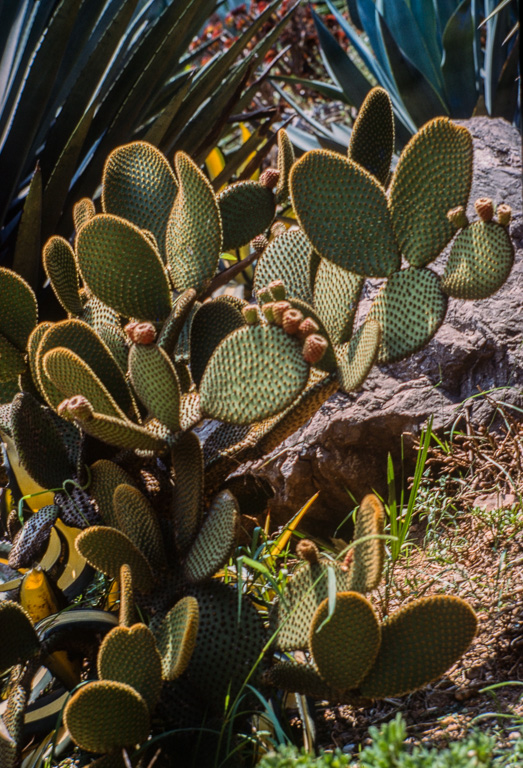 Ce jardin de cactus est un des plus grands d'Europe. Il se situe sur la colline Monjuich. OPUNTIA