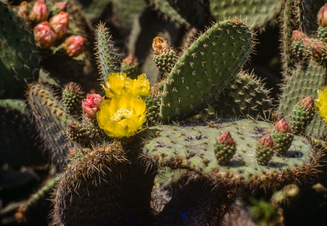 Ce jardin de cactus est un des plus grands d'Europe. Il se situe sur la colline Monjuich. OPUNTIA