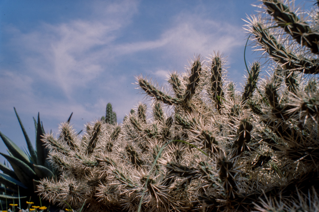 Ce jardin de cactus est un des plus grands d'Europe. Il se situe sur la colline Monjuich. AUSTROCYLINDROPUNTIA TUNICATA