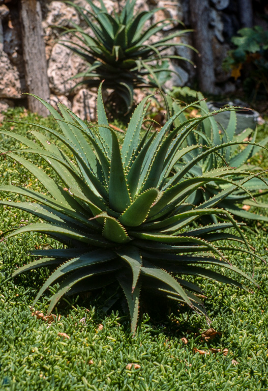 Ce jardin de cactus est un des plus grands d'Europe. Il se situe sur la colline Monjuich. ALOE