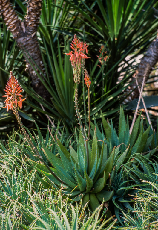 Ce jardin de cactus est un des plus grands d'Europe. Il se situe sur la colline Monjuich. ALOE