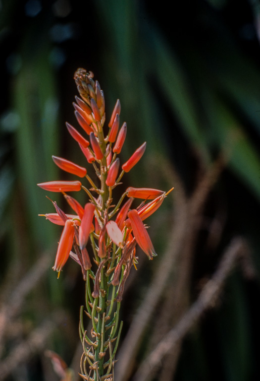 Ce jardin de cactus est un des plus grands d'Europe. Il se situe sur la colline Monjuich. ALOE