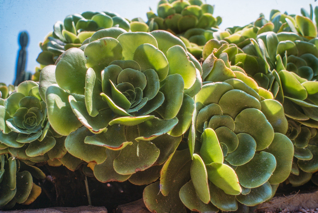 Ce jardin de cactus est un des plus grands d'Europe. Il se situe sur la colline Monjuich. AENIUM DES CANARIS