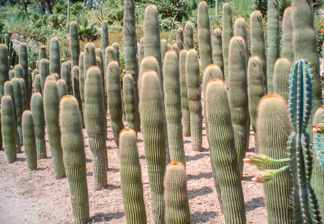 Ce jardin de cactus est un des plus grands d'Europe. Il se situe sur la colline Monjuich. CLEISTOCACTUS