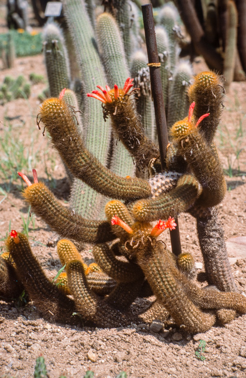 Ce jardin de cactus est un des plus grands d'Europe. Il se situe sur la colline Monjuich. CLEISTOCACTUS