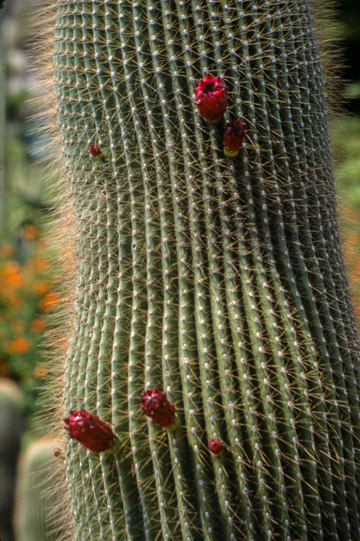 Ce jardin de cactus est un des plus grands d'Europe. Il se situe sur la colline Monjuich. CLEISTOCACTUS