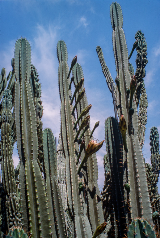 Ce jardin de cactus est un des plus grands d'Europe. Il se situe sur la colline Monjuich. CEREUS