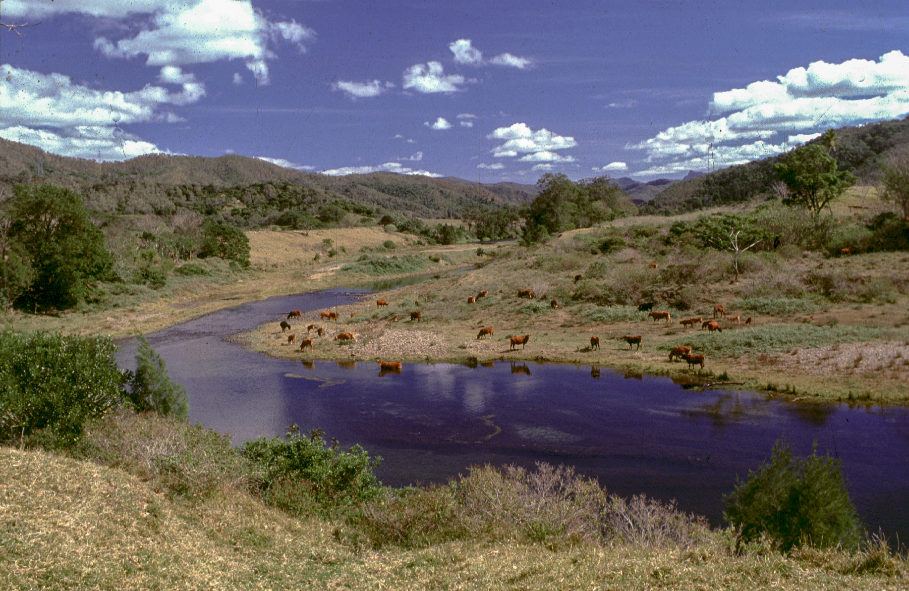 Vallée de Tiwaka. Troupeau d'élevage.