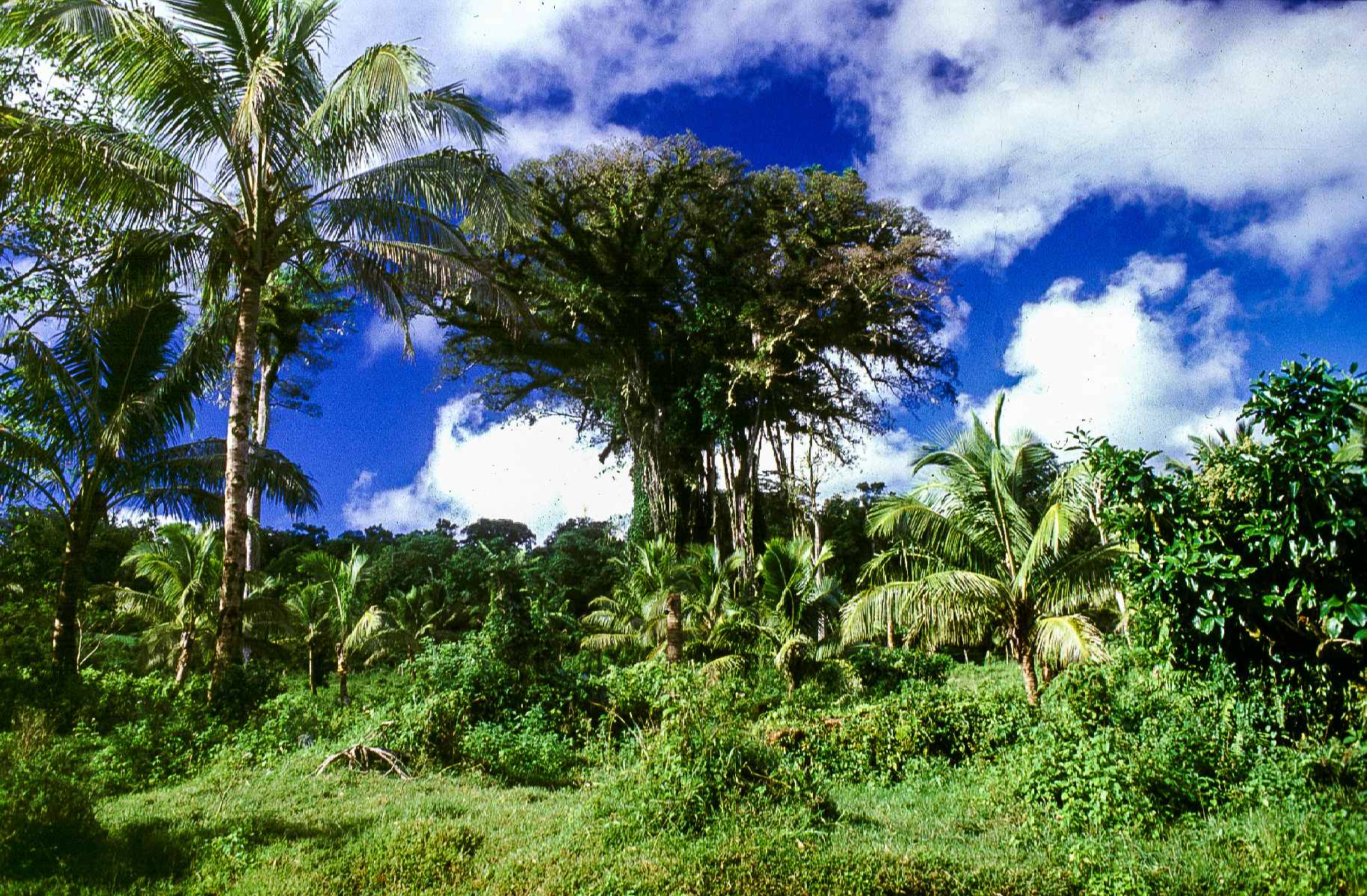 Togitogiga - un banian du Parc naturel samoan.
