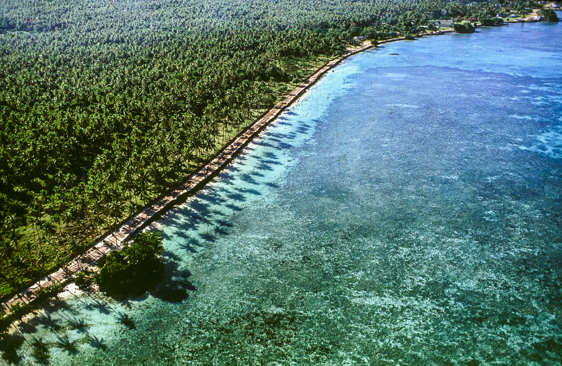 Mulifanua - la plus grande cocoteraie cultivée de l'Océan Pacifique.