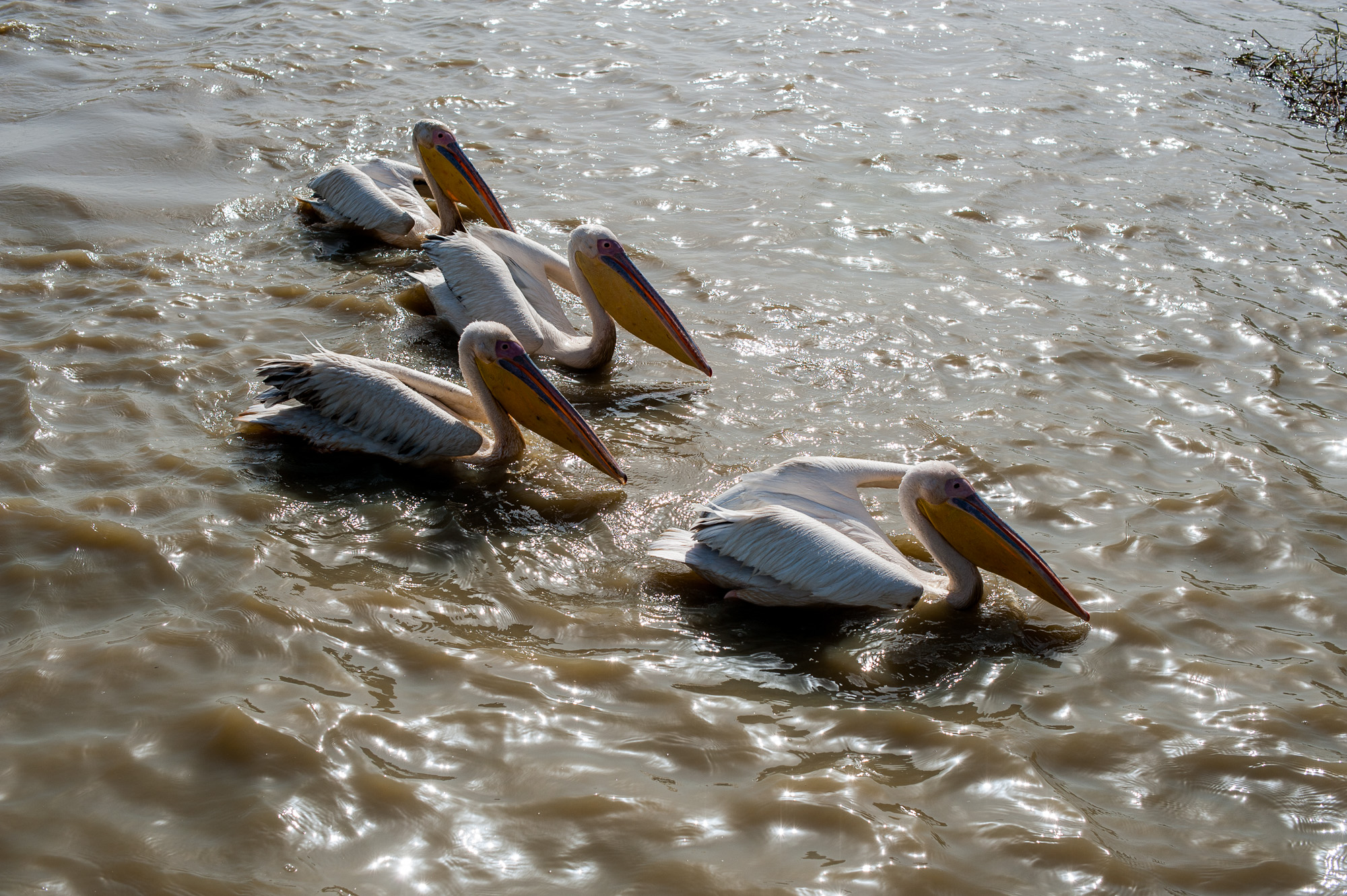 Pélicans dans le parc ornithologique du Djoudj.