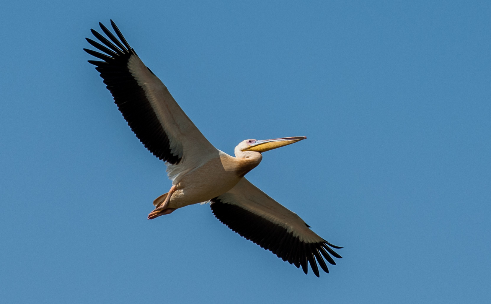 Pélicans dans le parc ornithologique du Djoudj.