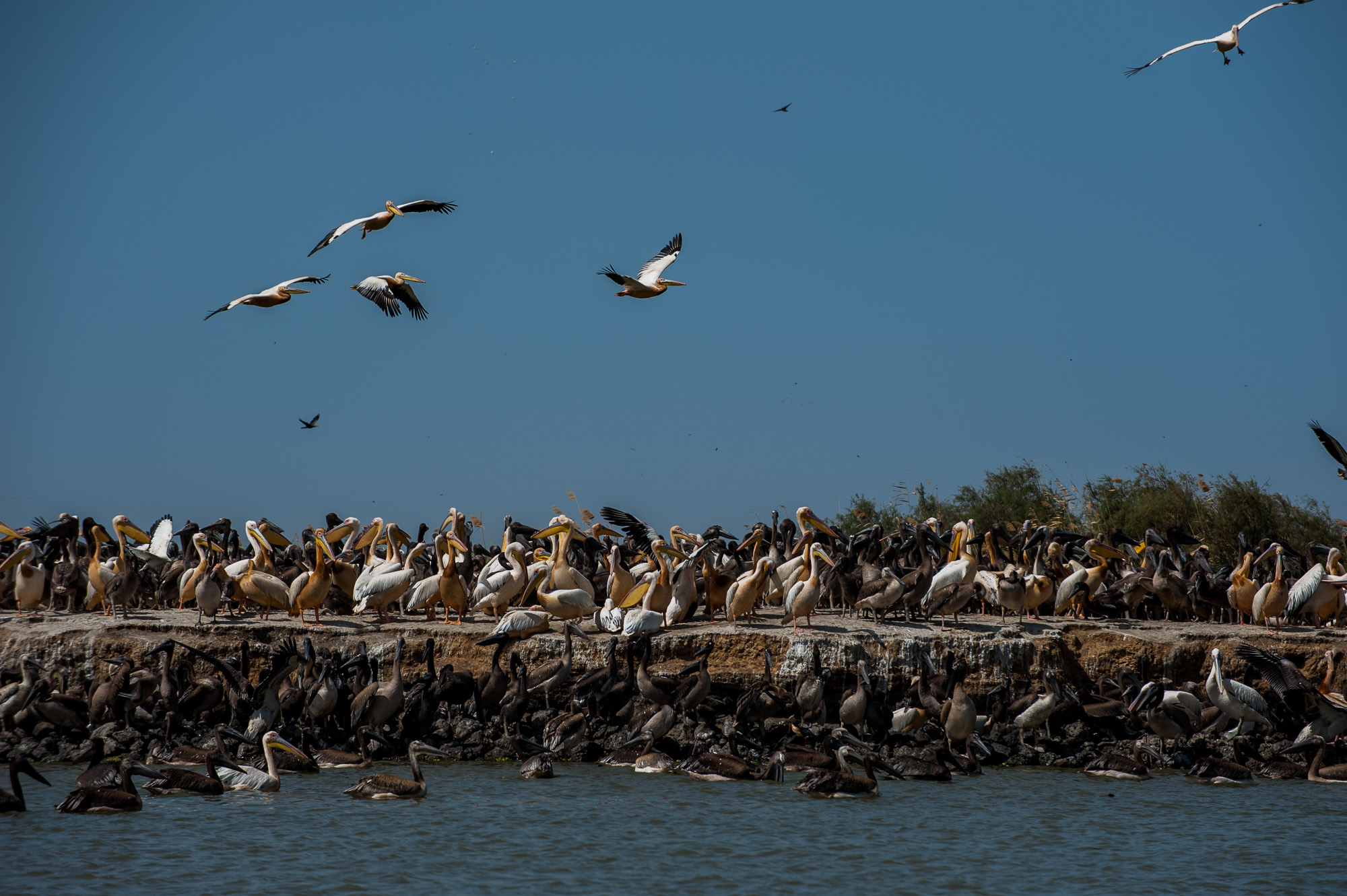 Pélicans dans le parc ornithologique du Djoudj.