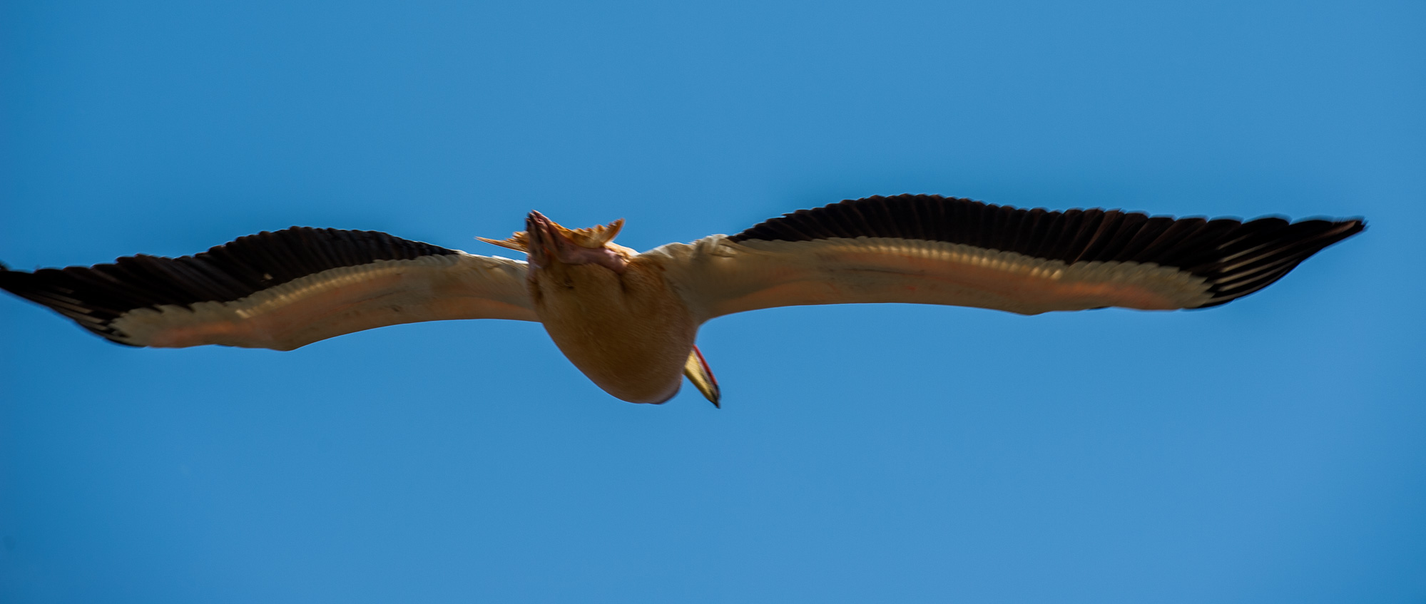 Pélicans dans le parc ornithologique du Djoudj.