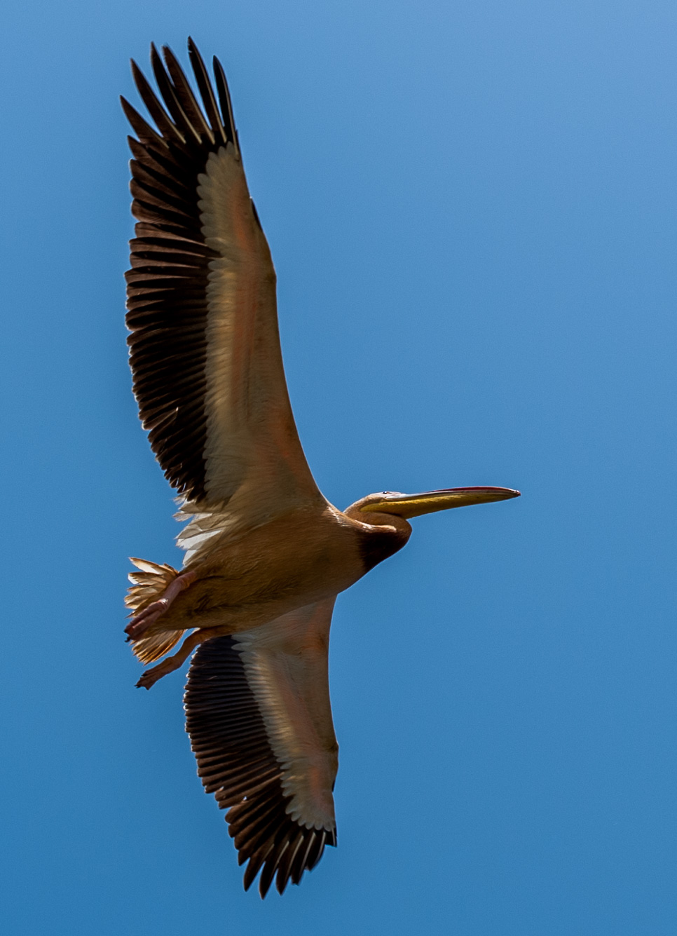 Pélicans dans le parc ornithologique du Djoudj.