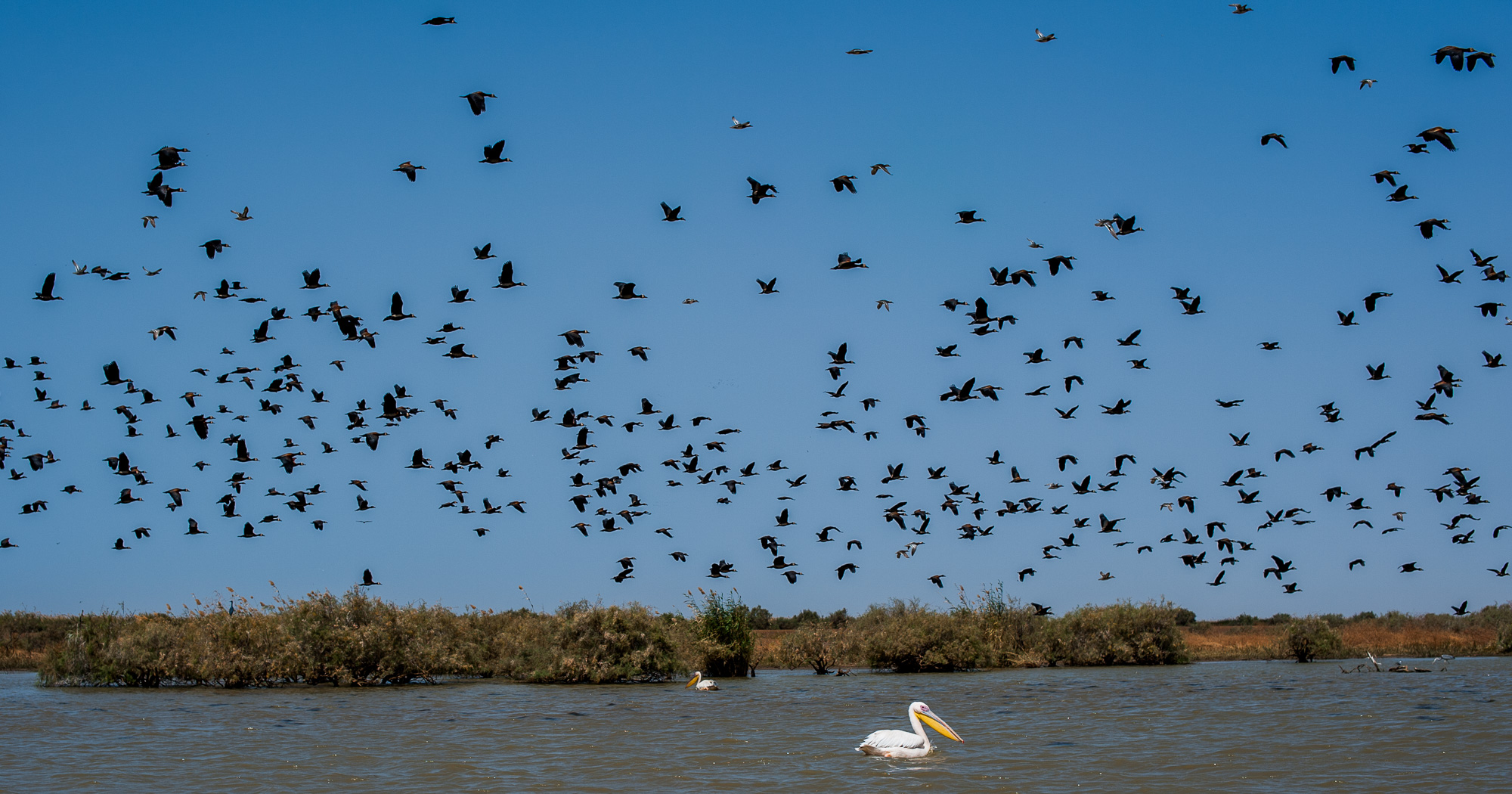 Pélicans dans le parc ornithologique du Djoudj.