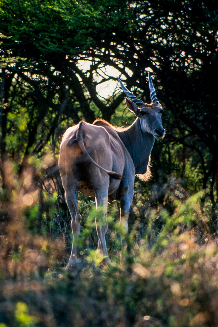 Kruger Park - élan du Cap
