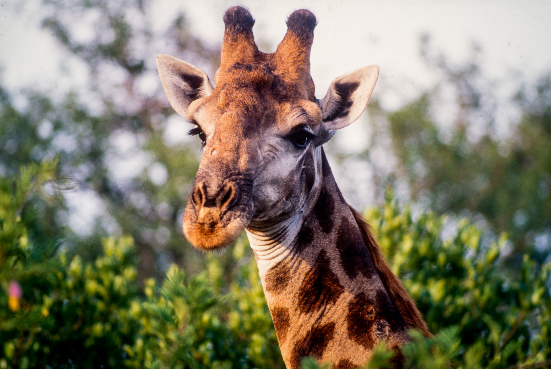 Kruger Park - girafes