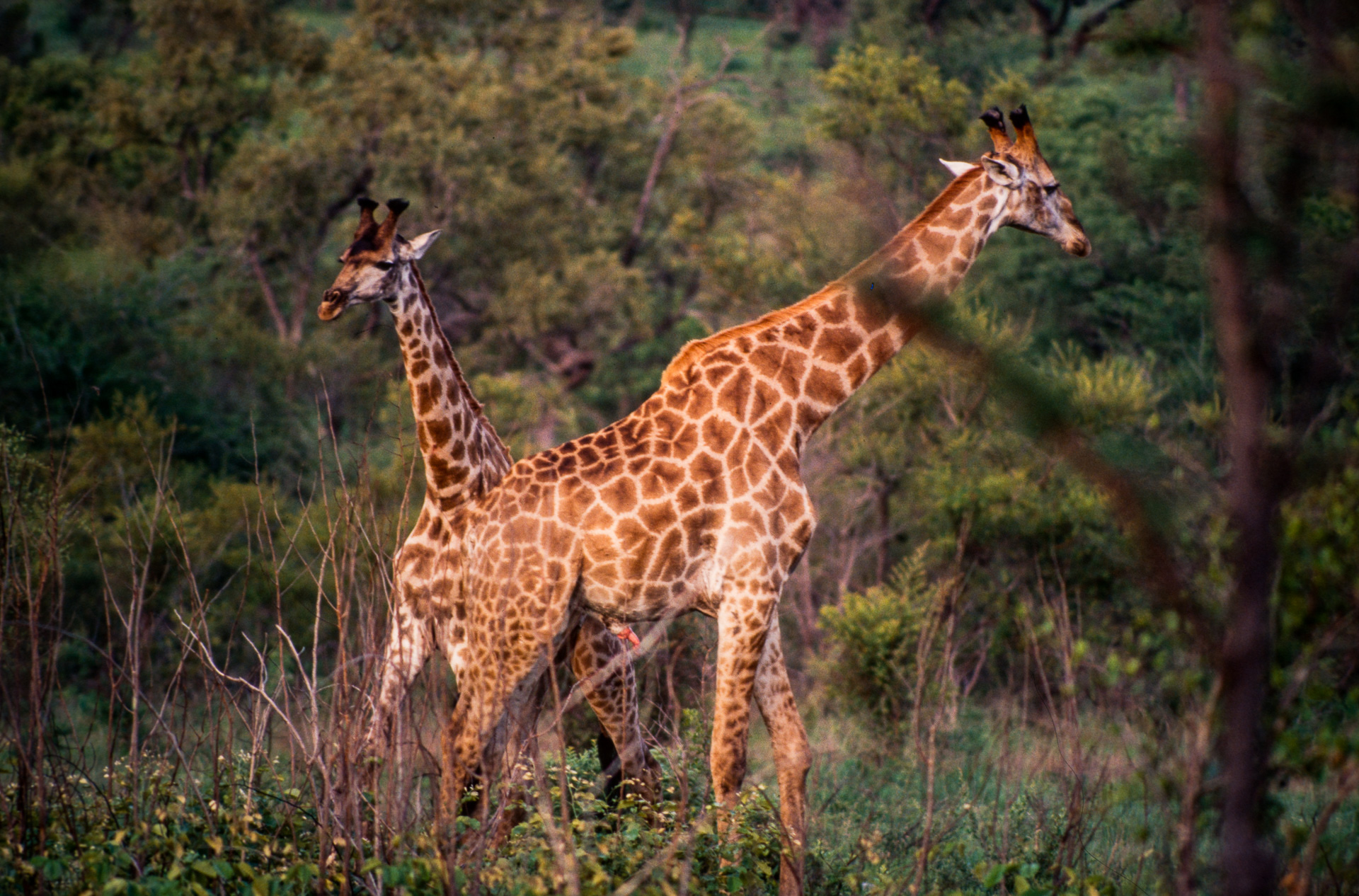 Kruger Park - girafes