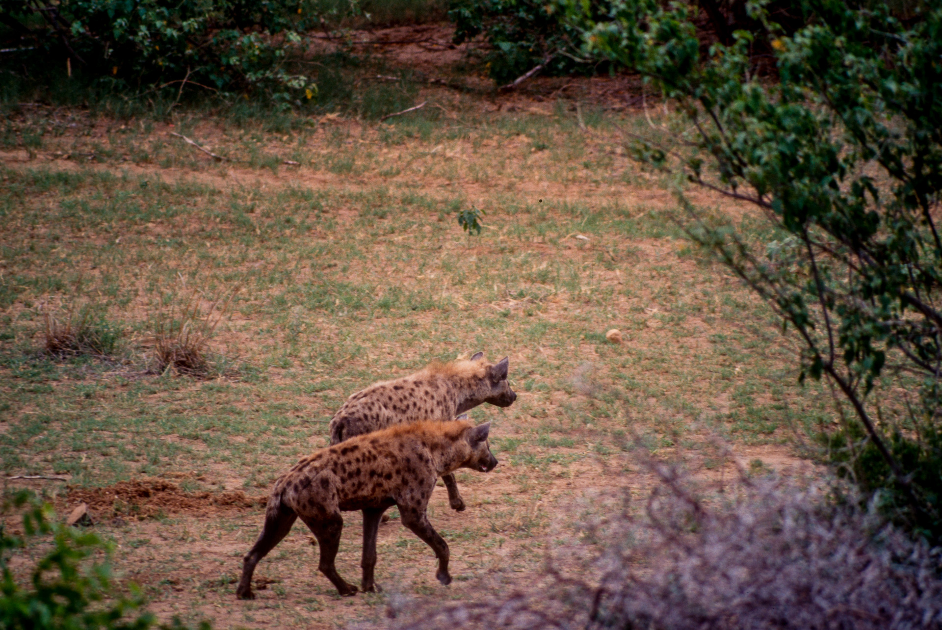 Kruger Park - hyènes