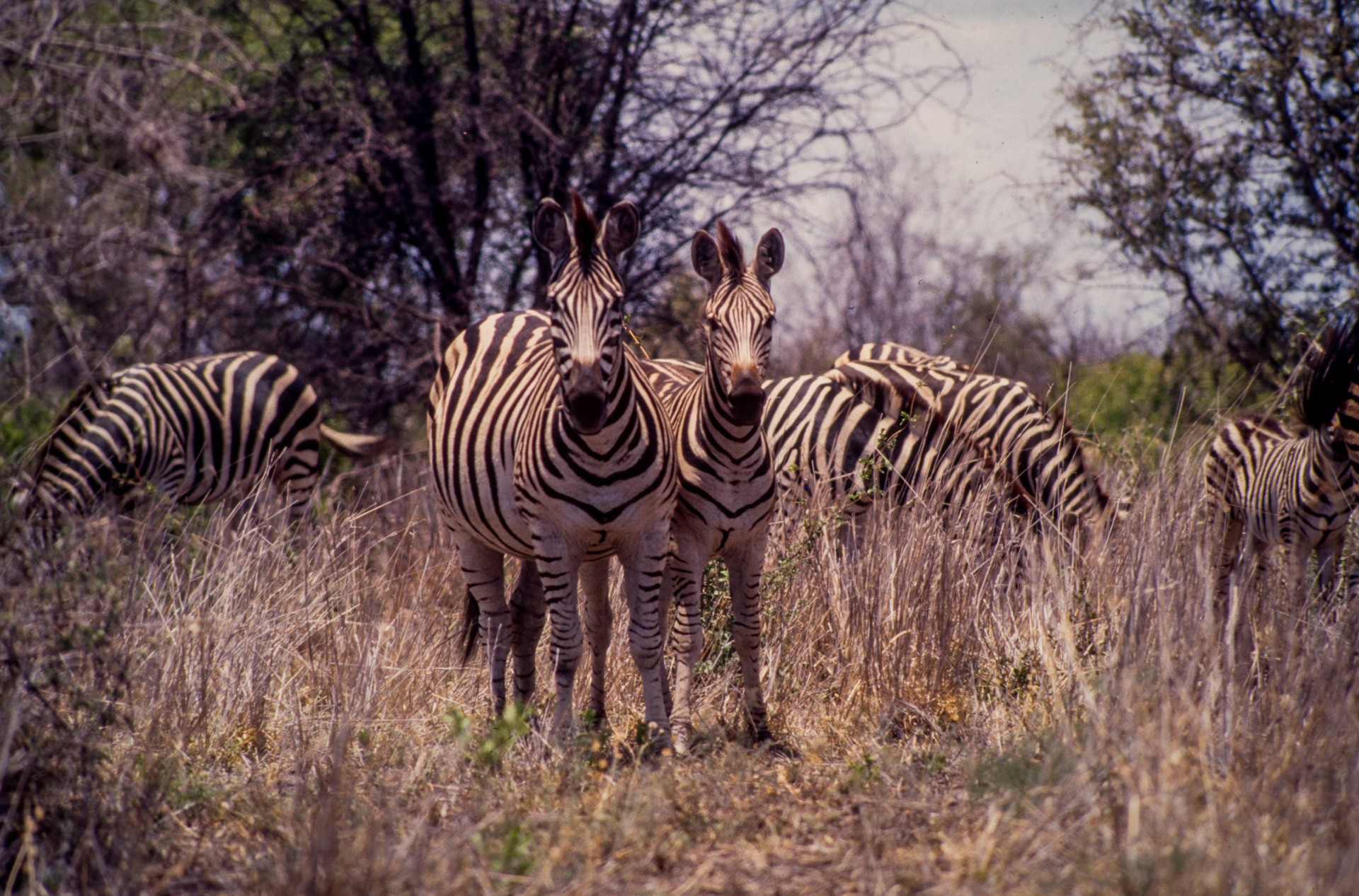 Kruger Park - Zèbres de Burchell