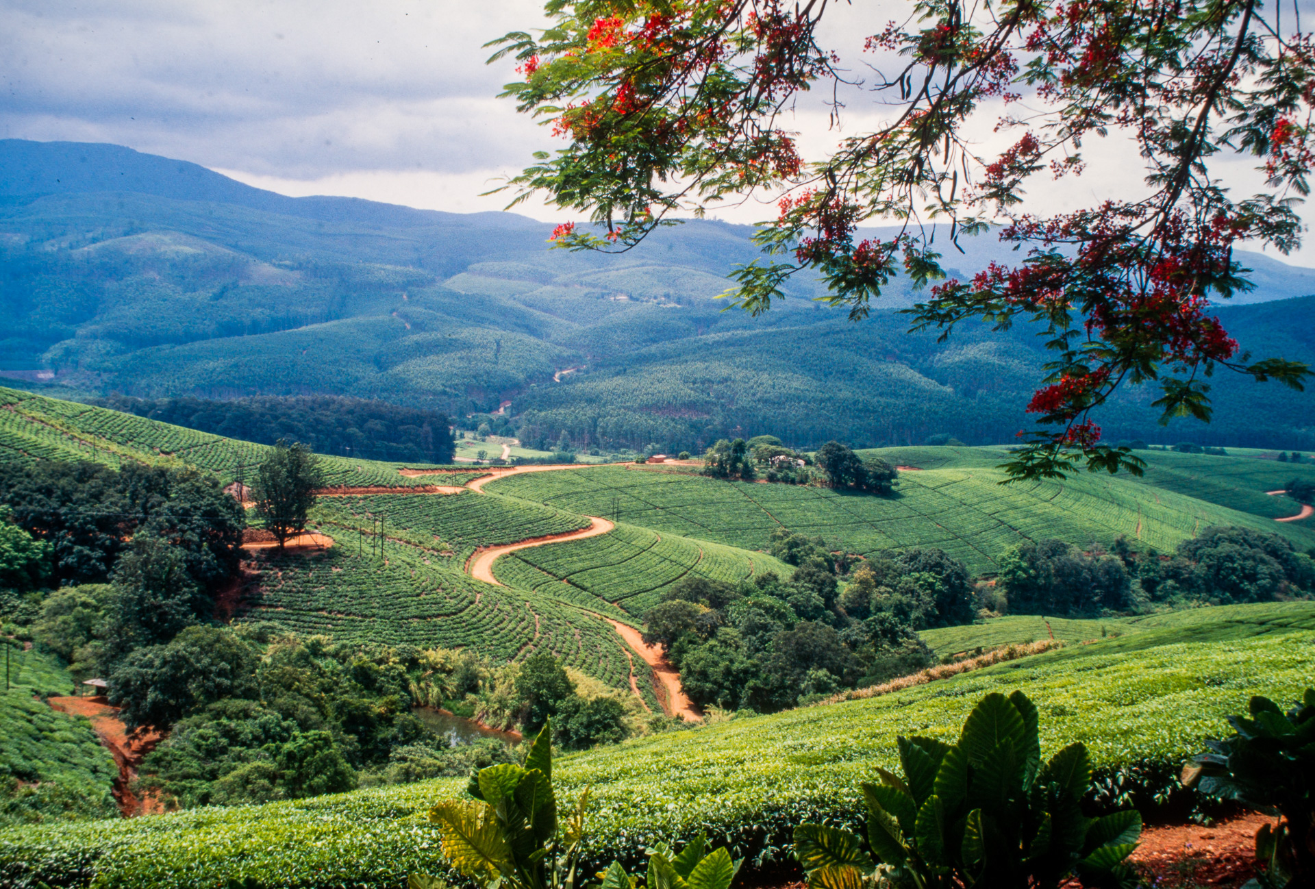 Province du Nord-Est Tzaneen - champs de thé à Pekoe View Tea house