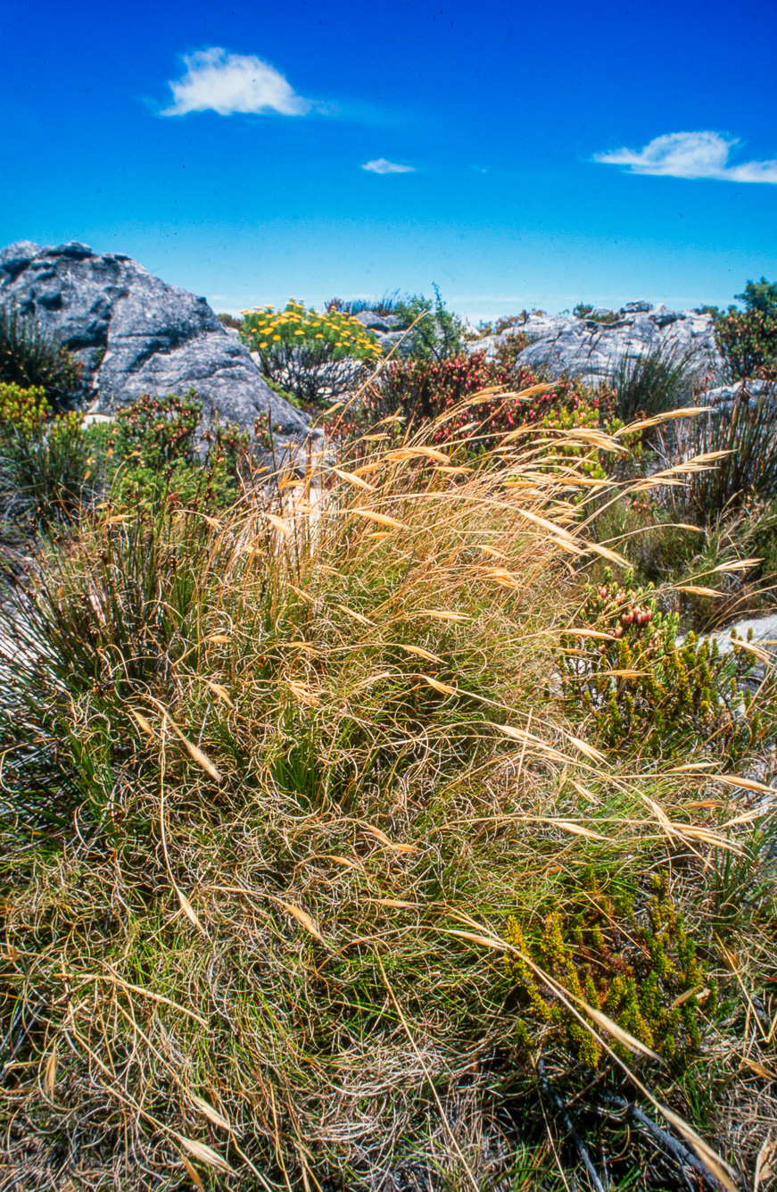 Le fynbos sur  la Table Mountain