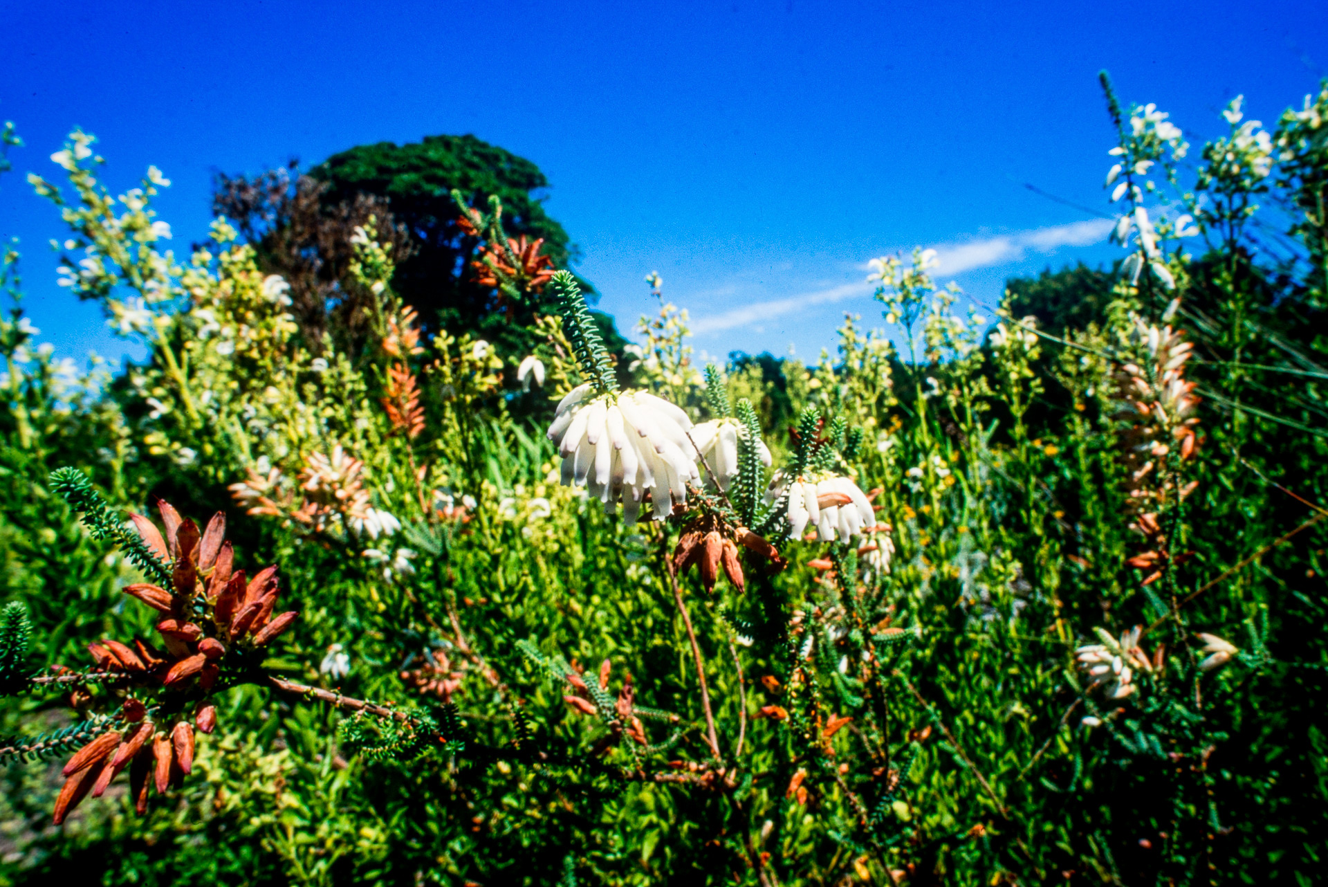 Le fynbos sur  la Table Mountain