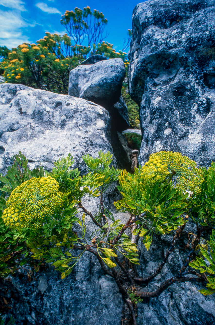 Le fynbos sur  la Table Mountain