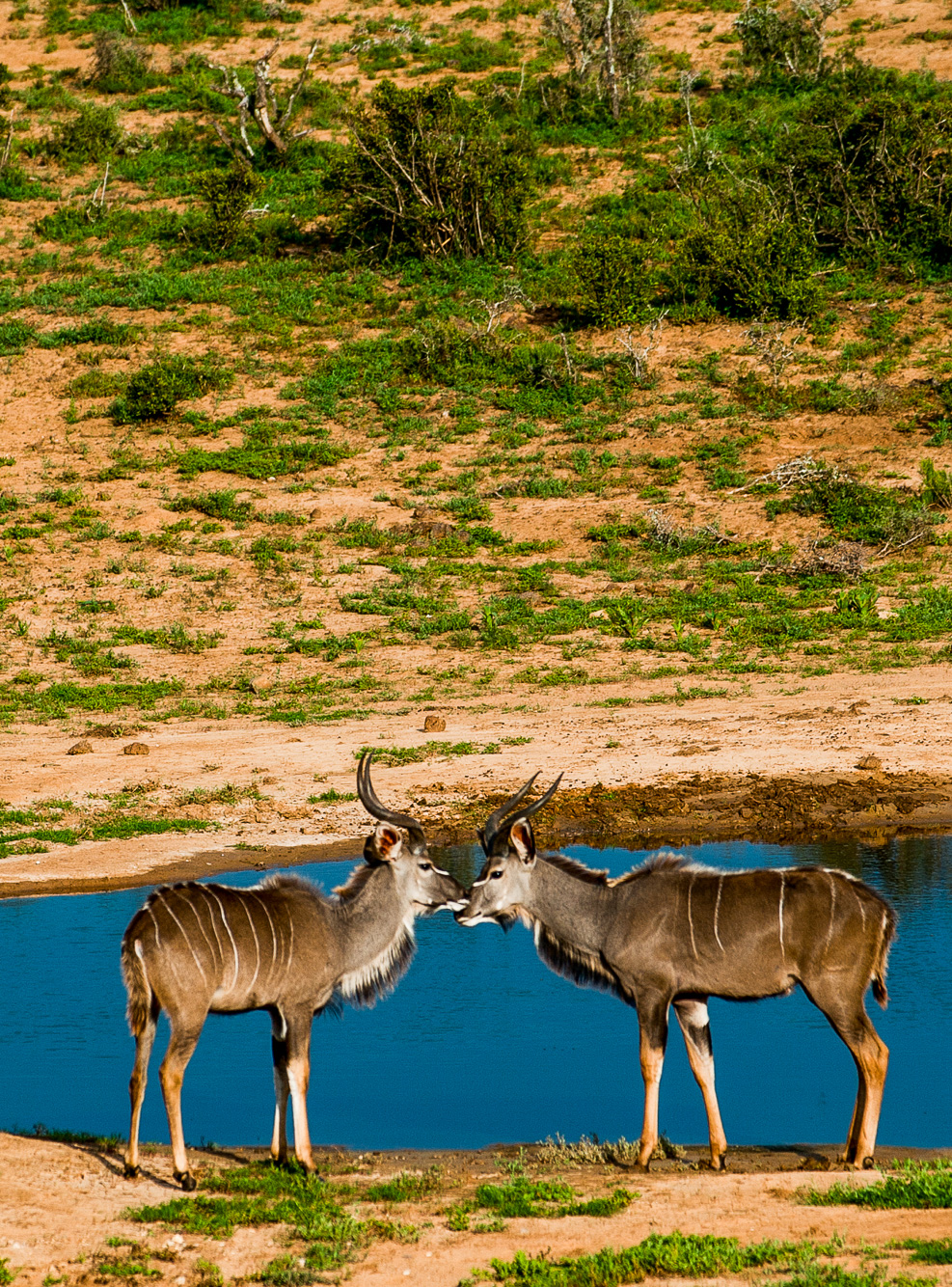 Addo Elephant Park.