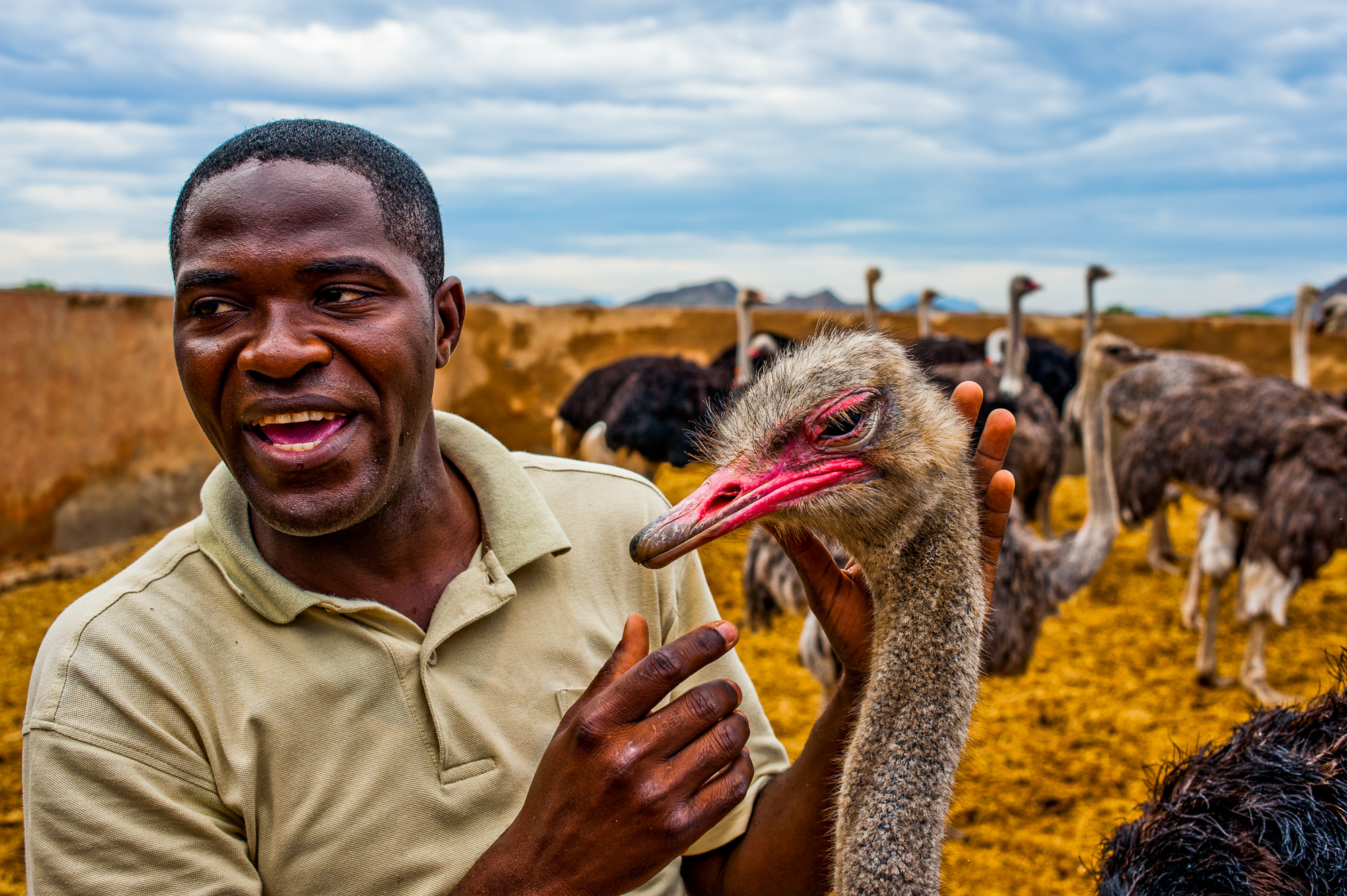 Oudtshoorn. Hightgate Ostrich Farm. Avec notre guide interprète Hermes (jeune congolais expatrié,  parlant un français parfait)
