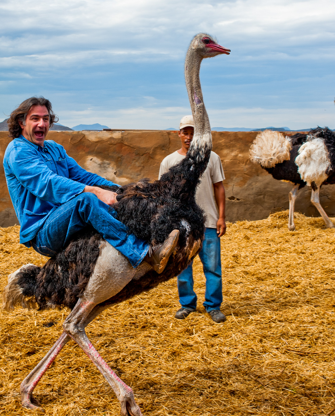 Oudtshoorn. Hightgate Ostrich Farm. Avec notre guide interprète Hermes (jeune congolais expatrié,  parlant un français parfait)