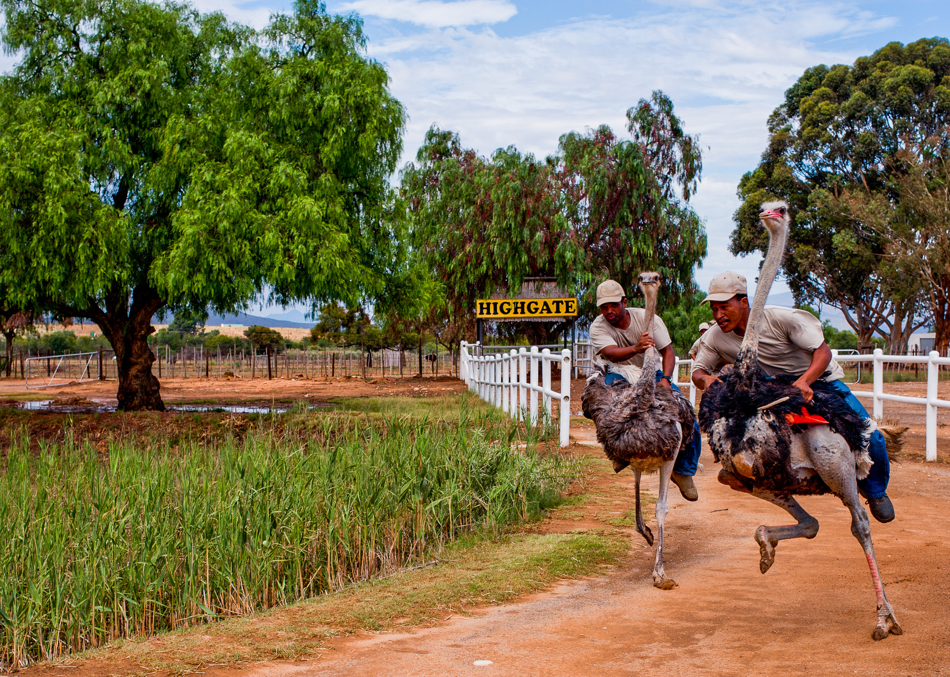 Oudtshoorn. Hightgate Ostrich Farm. Avec notre guide interprète Hermes (jeune congolais expatrié,  parlant un français parfait)