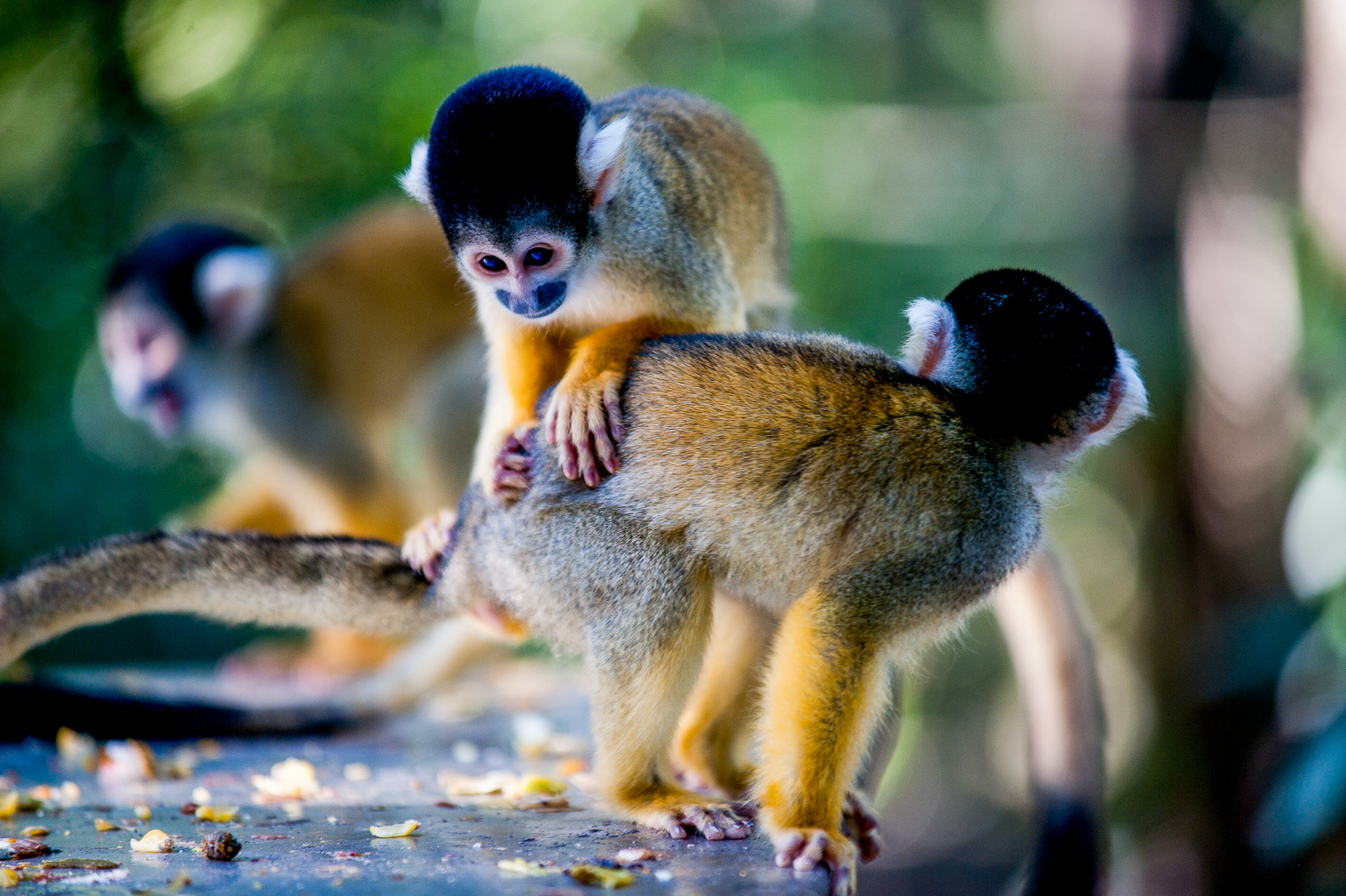 Plettenberg Bay. The Crag - Monkeyland.