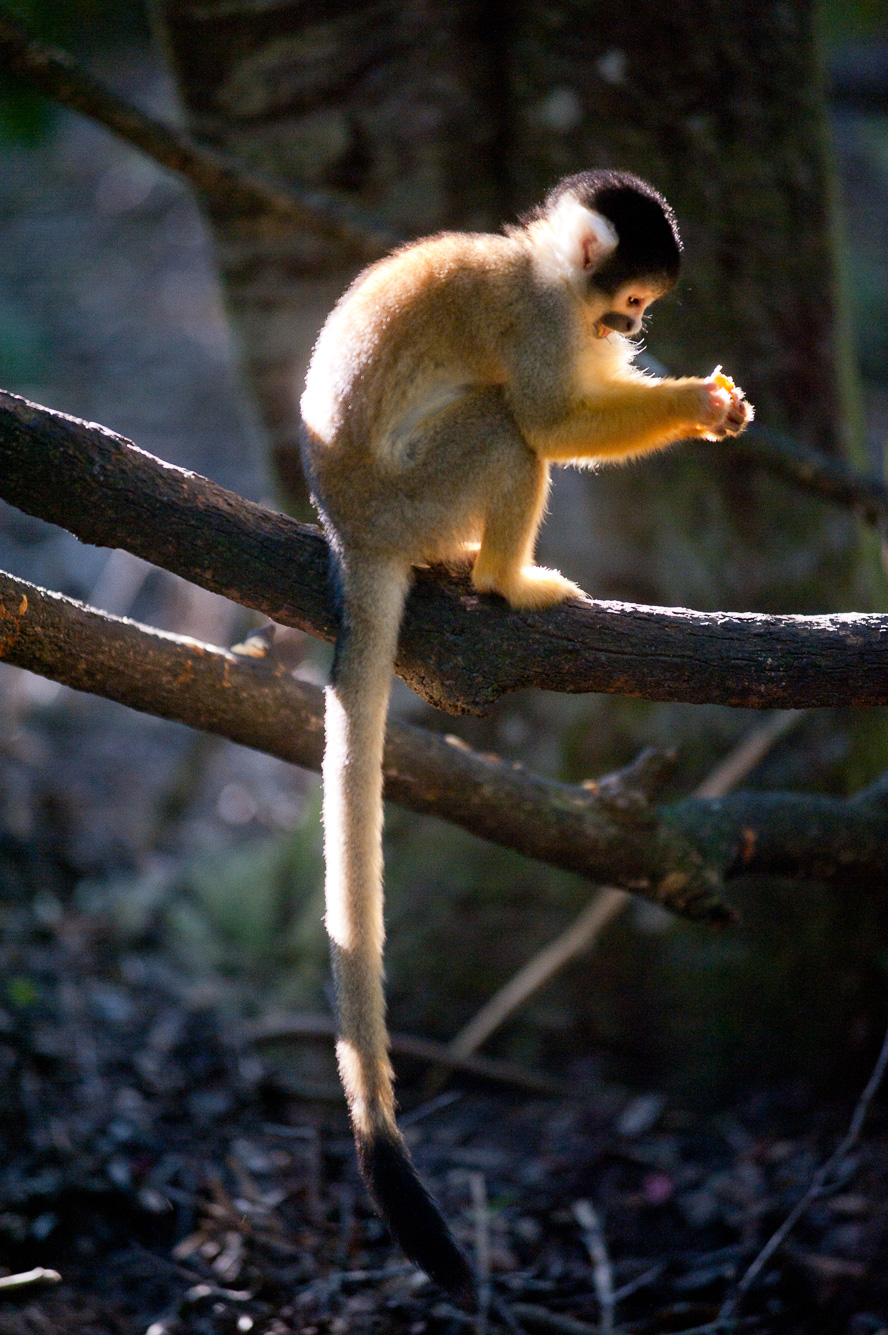 Plettenberg Bay. The Crag - Monkeyland.