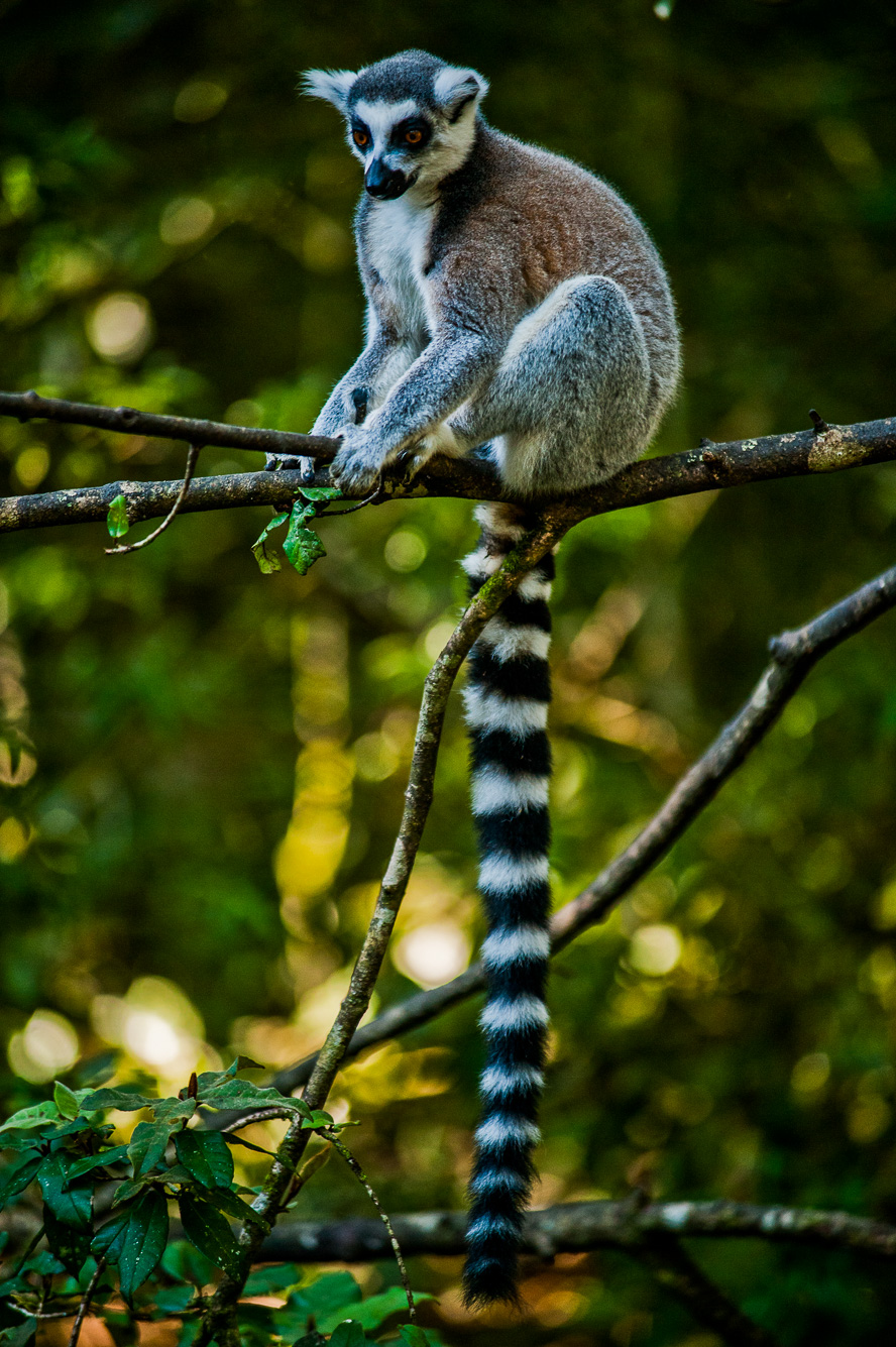 Plettenberg Bay. The Crag - Monkeyland.